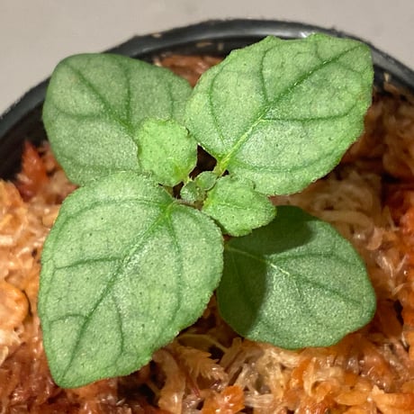 Hemigraphis reptans from Mindanao [KSB]