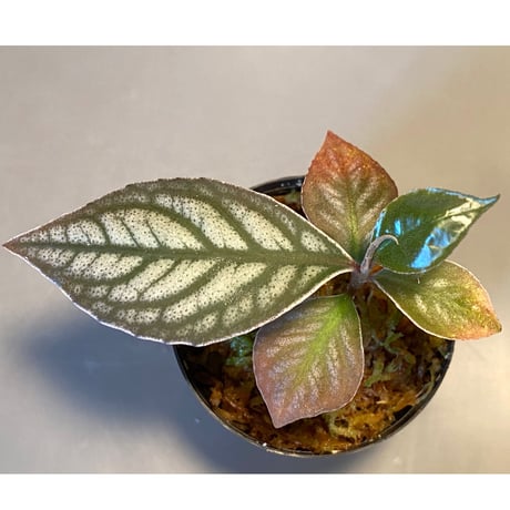Ardisia sp. from Ache Sumatera [ L A]