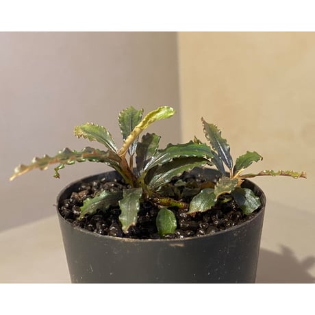 (２芽株) Bucephalandra micrantha "Kayulapis 1" [TB]