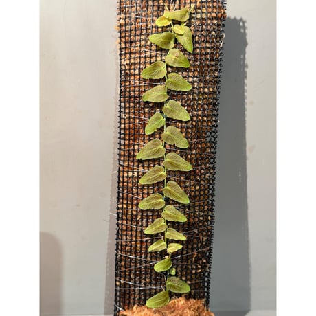 Pothos barberianus from Kapuas fulu West Kalimantan
