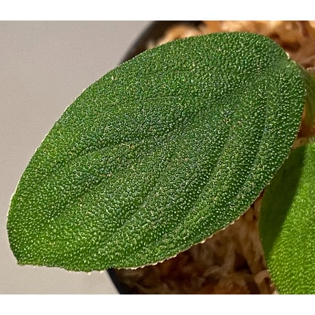 Homalomena mobula "鮫肌A" from Sumatera barat [LA0317-01]