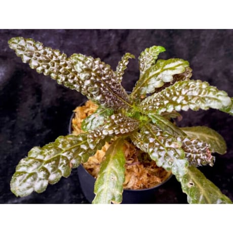 (２芽立ち) Nautilocalyx pemphidius