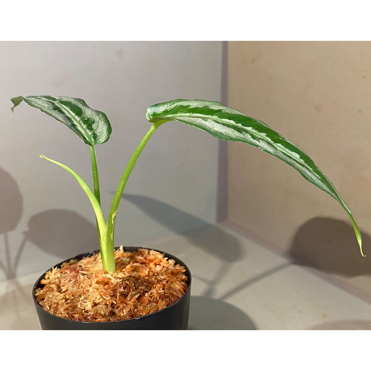 Schismatoglottis sp. from Chaina [カミハタ] | M・R・G・R