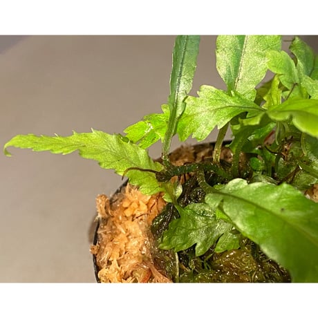 Microsorium sp. "Dragon tail"