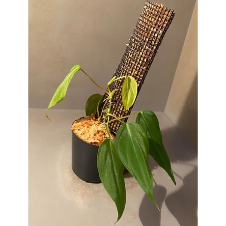 Philodendron micans
