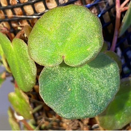 Begonia lichenora (sp.Mini) from Kalimantan Sarawak border [LA]