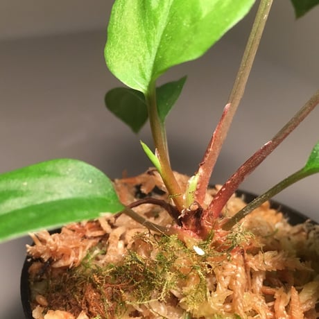 Homalomena sp. from Ranau [TK210217]