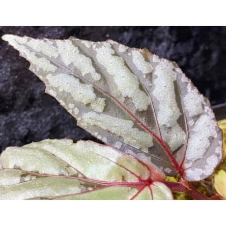Begonia sp. from Sarawak