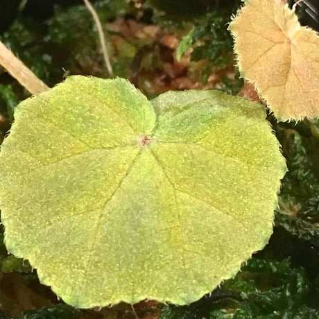 Begonia sp. Blue Type from Malay Peninsula [KN]