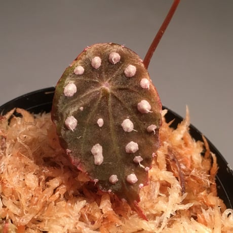 Begonia sp. from Ecuador