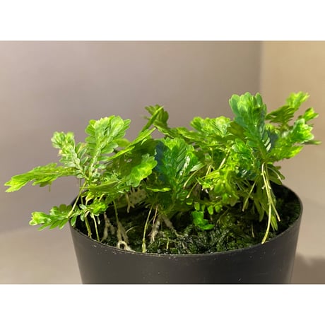 Selaginella sp. バリエガータ from "Nanga pinoh" [TB]
