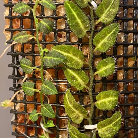 Solanum evolvulifolium