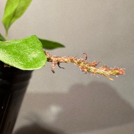 Microsorum sp. "Timika" Papua [TB]