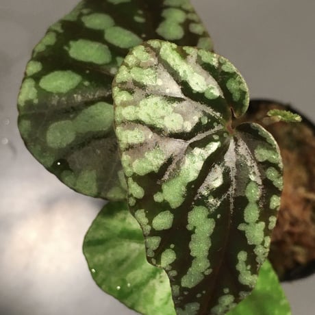 Begonia Variabilis [TK260915]