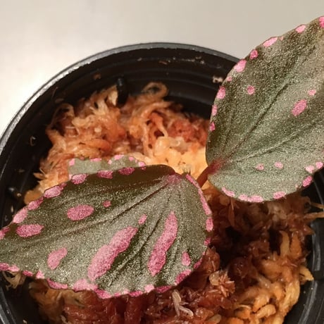 Begonia sp. Julau [R1214-01b]RIO