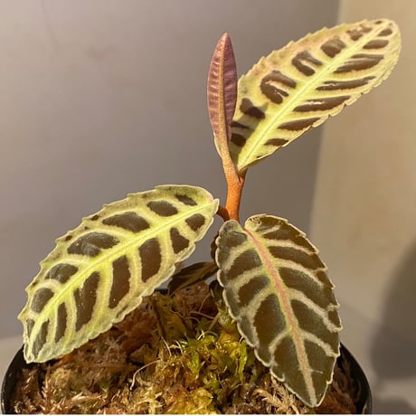 Emblemantha urnulata (Labisia sp.) from Riau sumatera [LA0815-01] ①