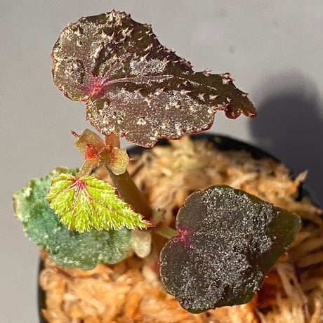 Begonia sp. from North Toraja [S0919-02] 伊藤蟻植物農園
