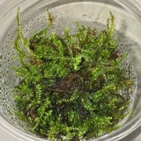 Taxiphyllum sp. from Lake Matano Sulawesi