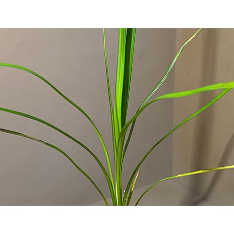 Mapania sp. from "Nanga pinoh" Melawi Kalimantan barat [TB]
