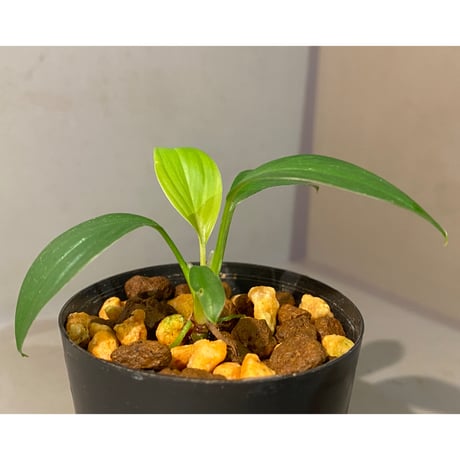 Homalomena sp. from Kuala Balah [TK270316]