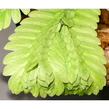 Selaginella sp. バリエガータ from "Nanga pinoh" [TB]