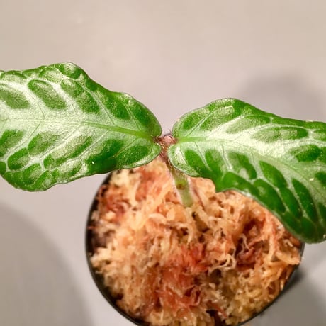 Argostemma sp. from Sulawesi
