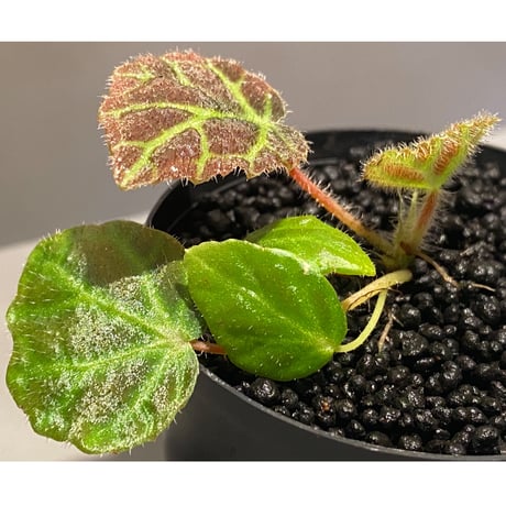 Begonia sp . from Sumpur [TK031117]