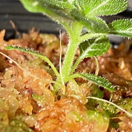 Gesneriaceae gen. from Kalimantan Barat