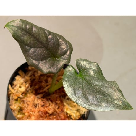 Syngonium sp. from Choco Colombia [tanakay]