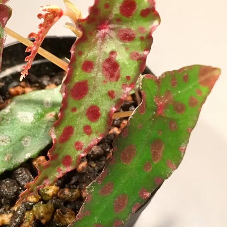 Begonia amphioxus from Borneo