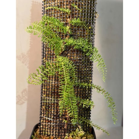 Lindsaea repens from Landak West Kalimantan