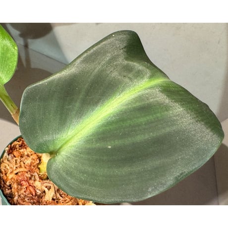 Scaphochlamys Multifolia Ooi