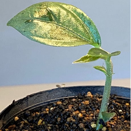 Elatostema sp. from Nopphitam [TK260915]