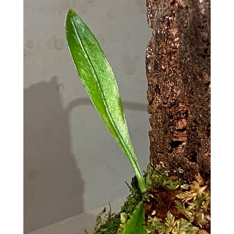 Asplenium sp. from Sangkhlaburi Kanchanaburi Thailand ②