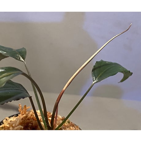 Schismatoglottis roseospatha
