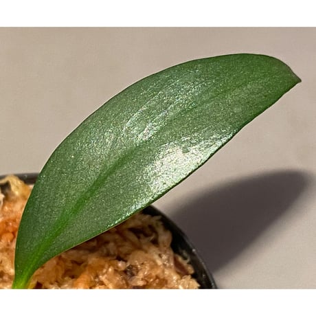 Rhaphidophora sp. "Silver" from Pulau Singkep