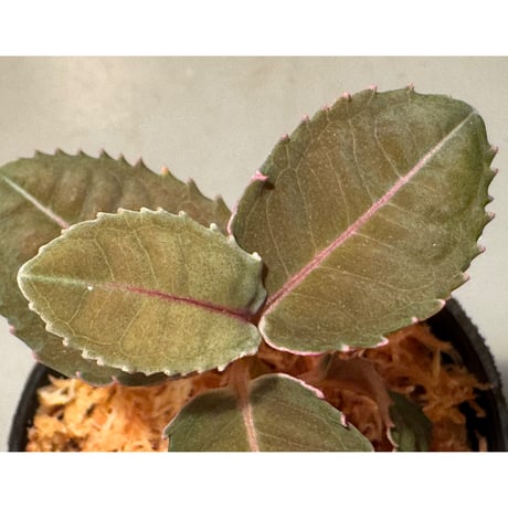 Labisia sp. from Malaysia [KN]