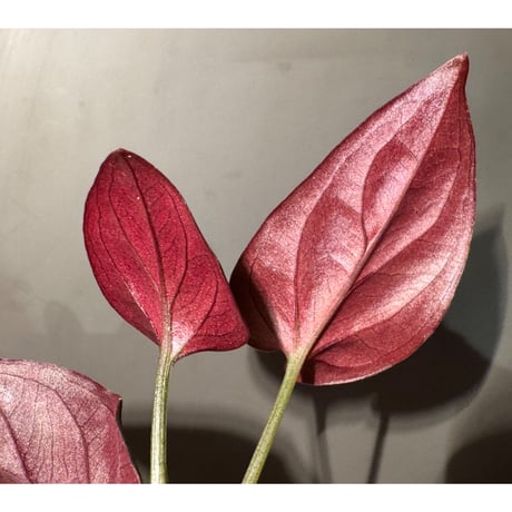 Syngonium cf. erythrophyllum from Colombia [LA0316-02]