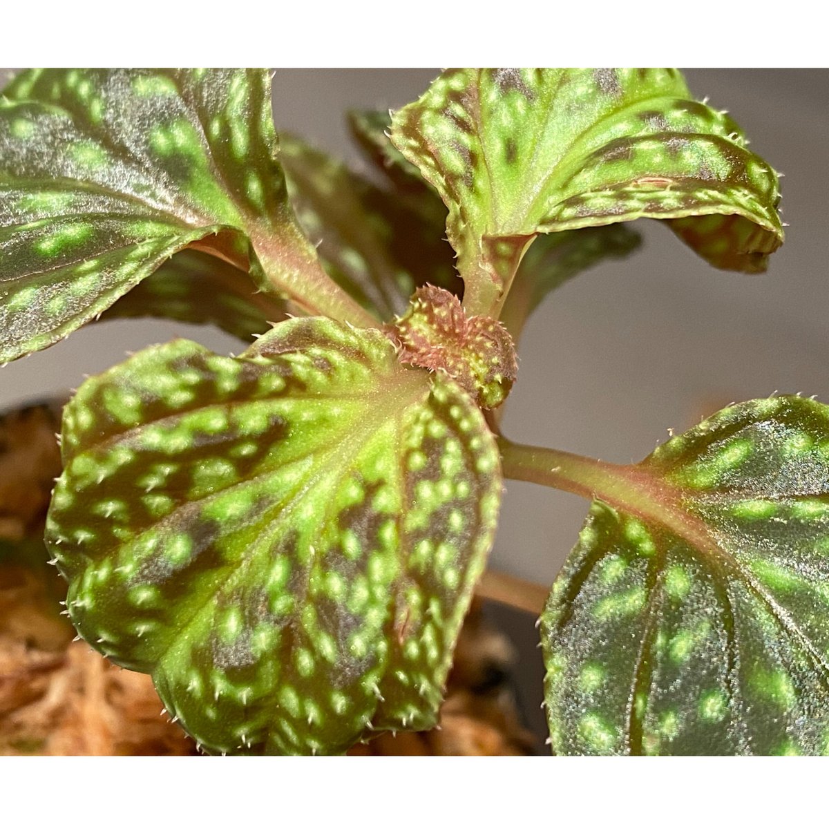 Sonerila sp. from Vietnam | M・R・G・R