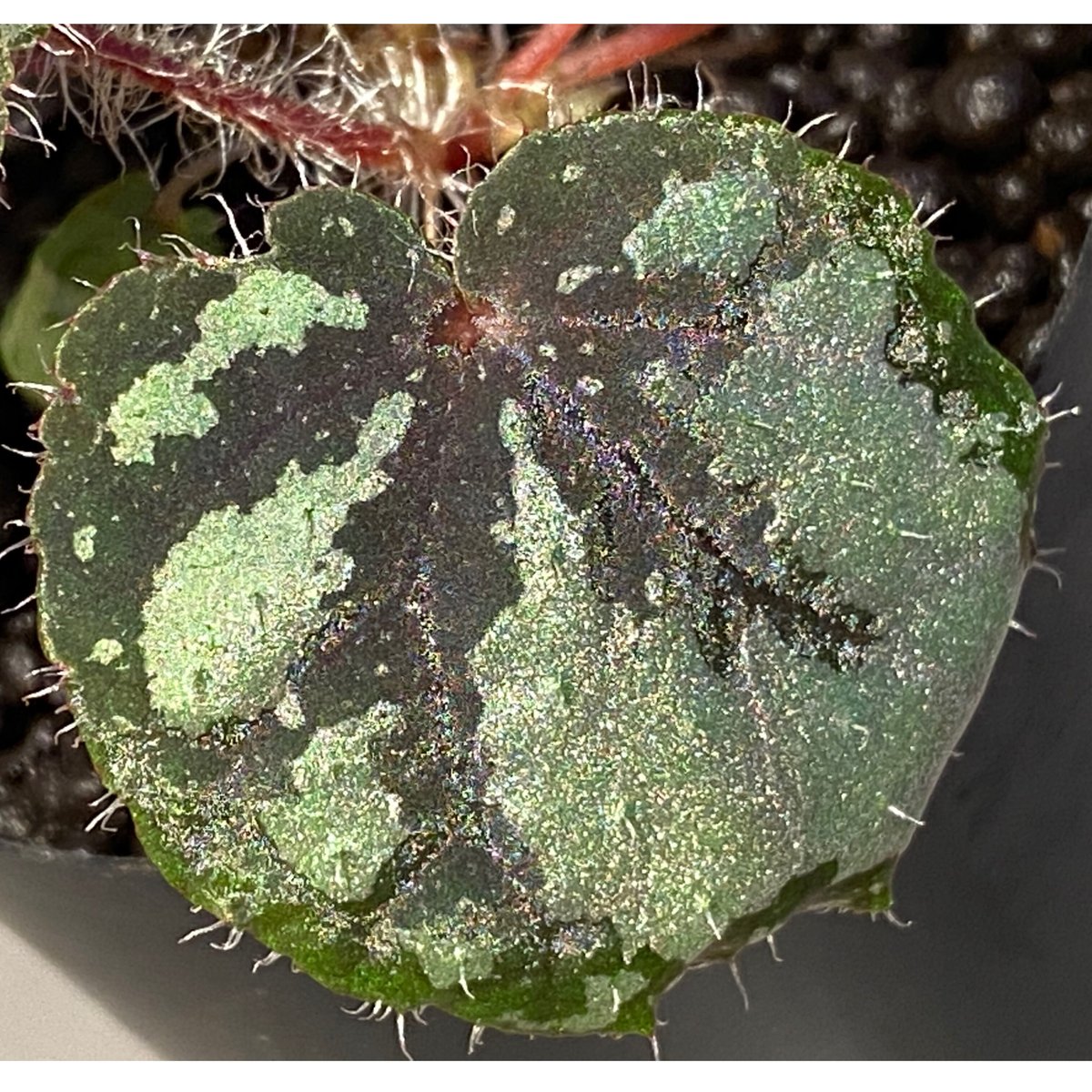 Begonia sp. from Lang Son [YH030519] TK | M・R・G・R