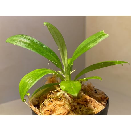 Schismatoglottis sp. "初霜錦" from Murung raya [LA0515-05]