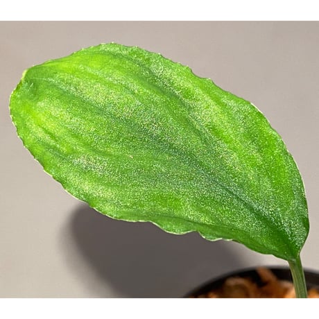 Homalomena sp. from Lan Saka [TK270915]