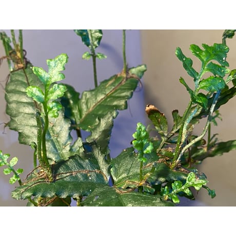 (大株) Bolbitis sp. from Siberut [LA]