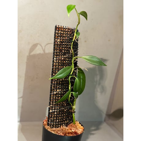Philodendron sp. from Colombia [tanakay]