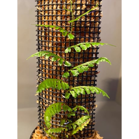 Teratophyllum aculeatum from Nanga pinoh [TB]