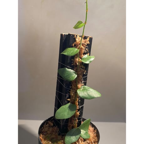Ficus sp. from Murung raya [LA0515-05]