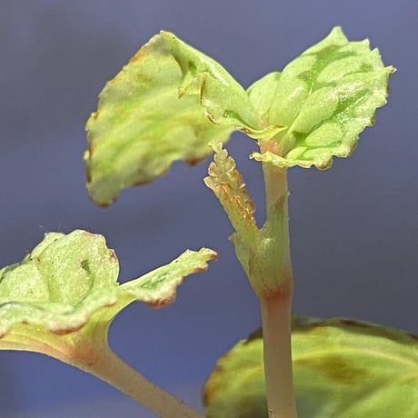 Begonia chlorosticta (Green) from Borneo Sarawak