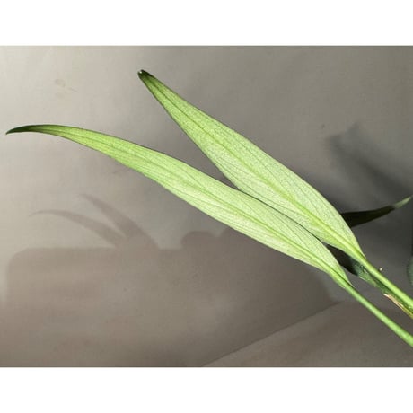Schismatoglottis sp. "Narrow" from Kpg Lui Muda [AZ0412-3]