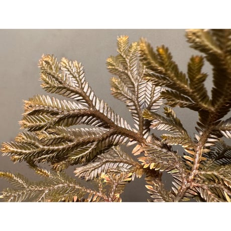 Selaginella sp. from Kapuas hulu