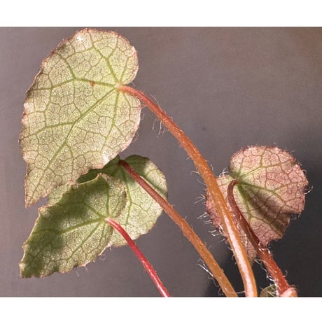 Begonia cf. ferox from Cao Bang [YH040519BK] TK